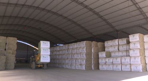 每年供应20万吨 金昌成全国商品草核心种植区